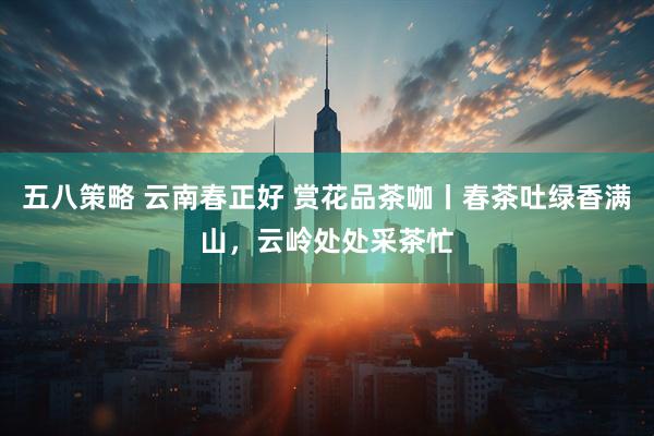五八策略 云南春正好 赏花品茶咖丨春茶吐绿香满山，云岭处处采茶忙